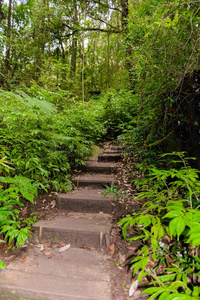 KawaguchiElectricWorksCo更多的平底锅自然跟踪艰苦跋涉跟踪重要的通过丛林