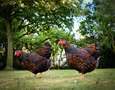 一副关于输出鸡看见采用大大地花园采用夏.