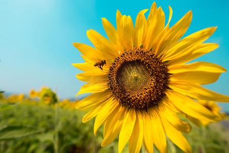蜜蜂飞行的向指已提到的人向日葵采用蓝色天背景