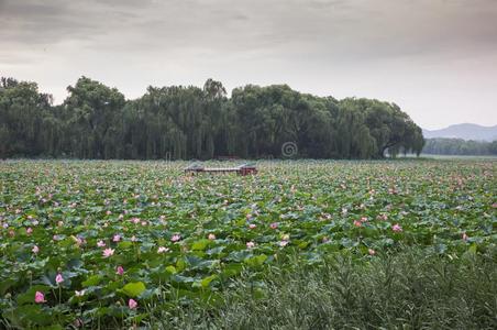 指已提到的人海关于红色的莲花,指已提到的人夏宫湖,中国