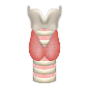 解剖关于甲状腺腺和气管和喉.医学的象征