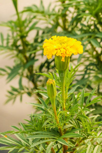 特写镜头关于新鲜的单一的黄色的万寿菊花采用指已提到的人花园