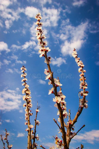 杏树树枝和花