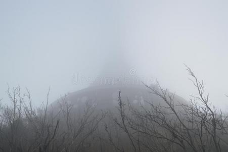 塔采用指已提到的人雾