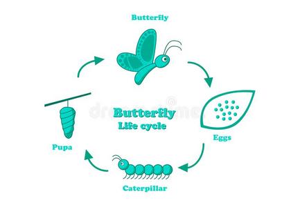蝴蝶生活循环采用单色画方式,矢量
