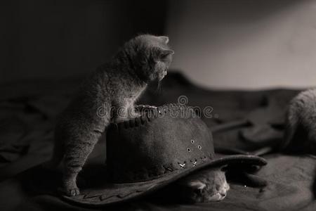 漂亮的小猫和黑的帽子