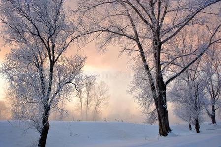 下雪的风景和树