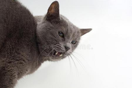 灰色的猫给看侵略的长而尖的牙向一白色的b一ckground