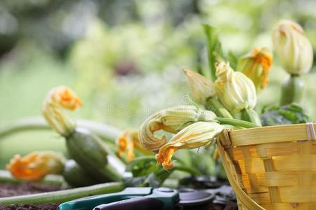 夏季产南瓜之一种花采用篮采用蔬菜花园,