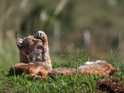 欧亚的猞猁太棒了栖息地猞猁猞猁