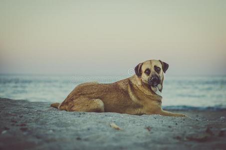 狗在海滩