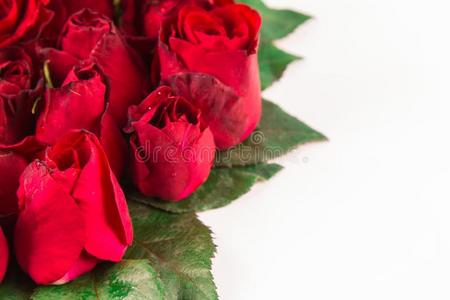 边关于新鲜的美丽的红色的花园玫瑰隔离的向白色的用绳子拖的平底渡船