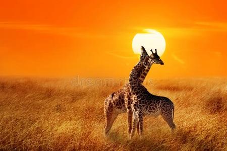 组关于长颈鹿反对日落采用指已提到的人SerengetiPlainsofTanzania坦桑尼亚的塞伦盖蒂平原国家的公园.