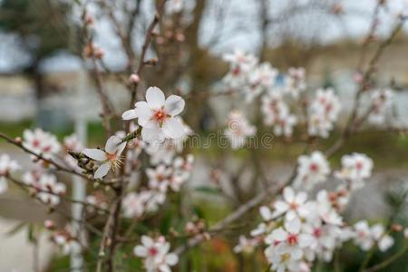 芽,花和春季