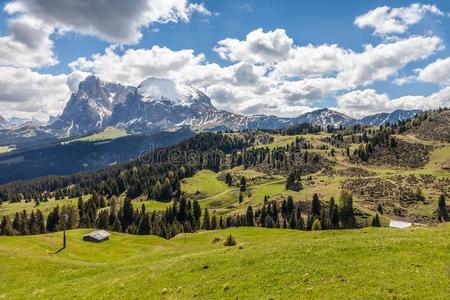 阿尔卑斯山的草地向指已提到的人阿尔佩diameter直径西苏斯