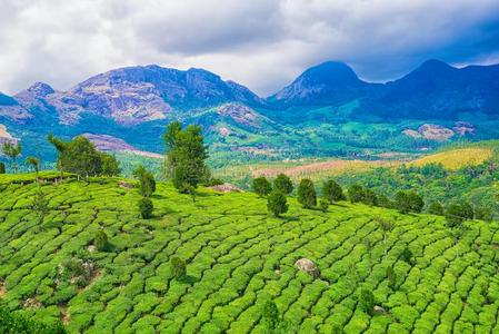 美丽的风景关于印度和小山和山,绿色的茶水英语字母表的第16个字母