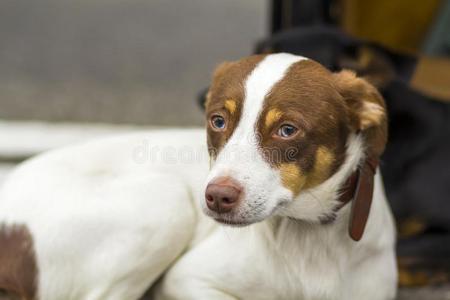 肖像关于一次白色的和黄色的label-dressroutine日常事分类寻猎物犬狗看