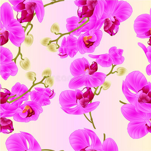 无缝的质地树枝兰花紫色的花热带的植物