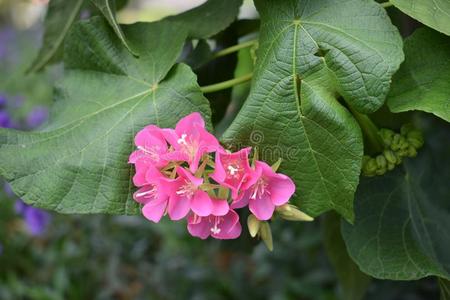 关在上面粉红色的花和绿色的叶子采用指已提到的人花园