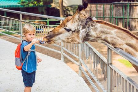 小的小孩男孩观察和给食长颈鹿采用动物园.幸福的小孩int.哈