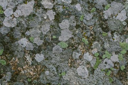 自然的地衣和苔藓背景和质地.老的灰色墙Colombia哥伦比亚