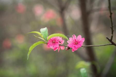 桃子花,指已提到的人象征关于越南人月的新的年