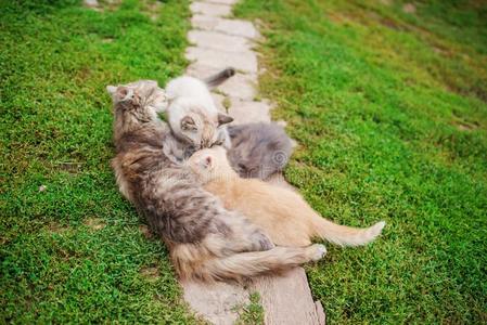 值得崇拜的小的小猫和母亲猫.波斯的母亲猫保姆