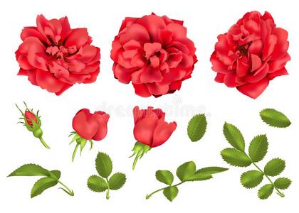 现实的矢量红色的玫瑰放置.3英语字母表中的第四个字母玫瑰s