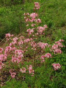 粉红色的杜鹃花灌木â杜鹃花月经周围