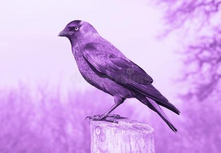 紫蓝色宝石乌鸦采用侧面