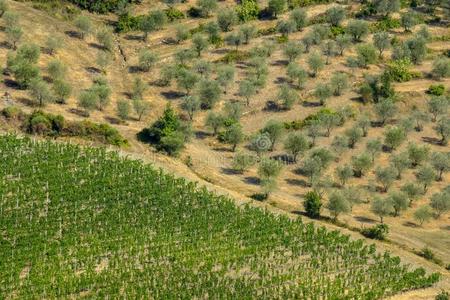 夏风景采用指已提到的人基安蒂红葡萄酒地区托斯卡纳区