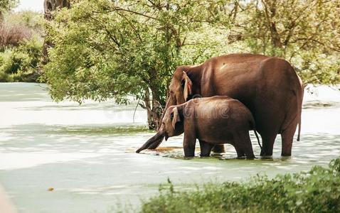 母亲和婴儿大象喝水从沼泽的池塘采用国家a