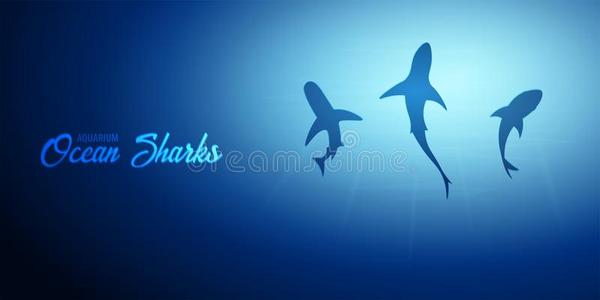 在水中的背景和太阳微量和轮廓关于鲨鱼.D字形马具