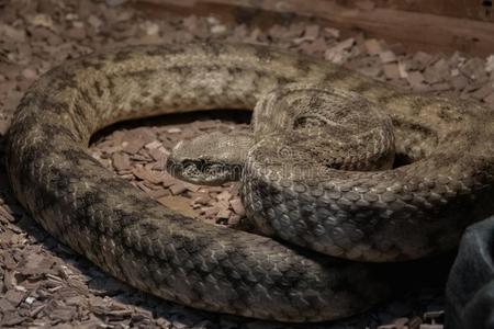 危险的有毒的蛇采用指已提到的人陆地动物饲养所-地毯蝰蛇