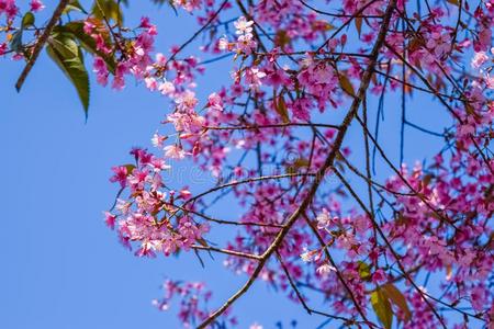 粉红色的花樱桃花