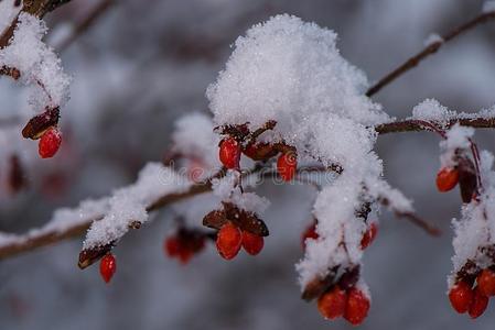 红色的浆果向雪大量的火灌木树枝圣诞节精神