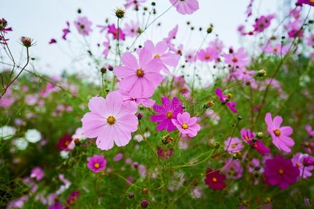 指已提到的人粉红色的宇宙花采用指已提到的人花园