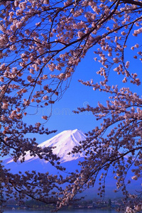 樱桃花采用蓝色天和MagneticTape磁带.紫藤从湖川口日本的椰子牛轧