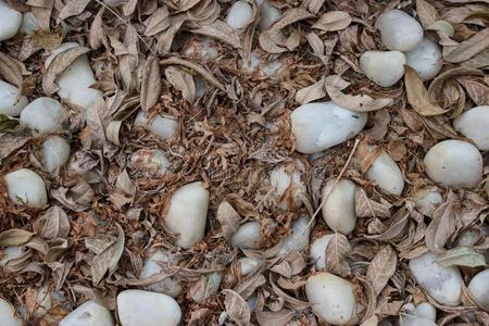 白色的鹅卵石和死去的棕色的树叶插画