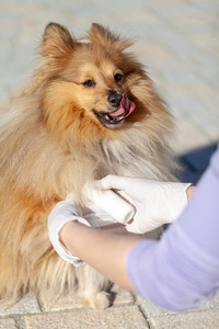 动物医生放一b一nd一ge向一shetl一nd牧羊犬