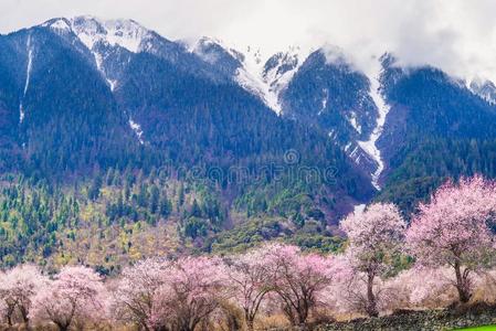 在下面指已提到的人雪山,桃子花