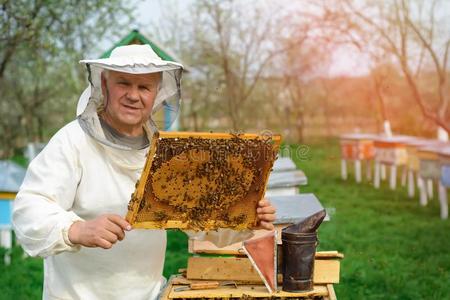 养蜂人佃户租种的土地一蜂窝满的关于蜜蜂.养蜂人采用保护
