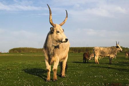 匈牙利的灰色的牛母牛和长的危险的角向花的speciality专业