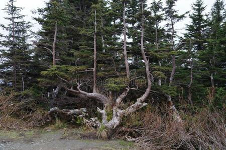 不常见的形状或树树干在登上罗伯茨,美国阿拉斯加州