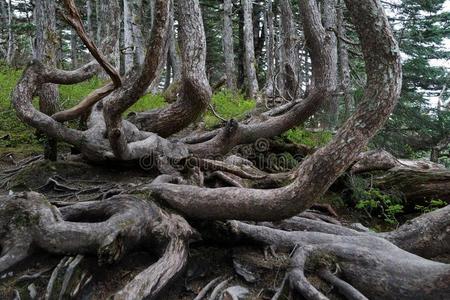 不常见的形状或树树干在登上罗伯茨,美国阿拉斯加州,关在上面
