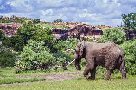 非洲的灌木象采用报纸国家的公园,南方非洲