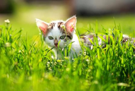 闹着玩的小的小猫采用夏花园采用草