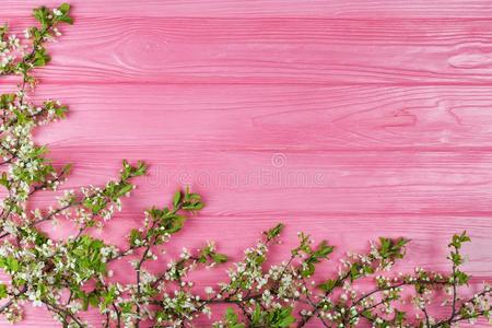 粉红色的木制的背景和开花樱桃树枝