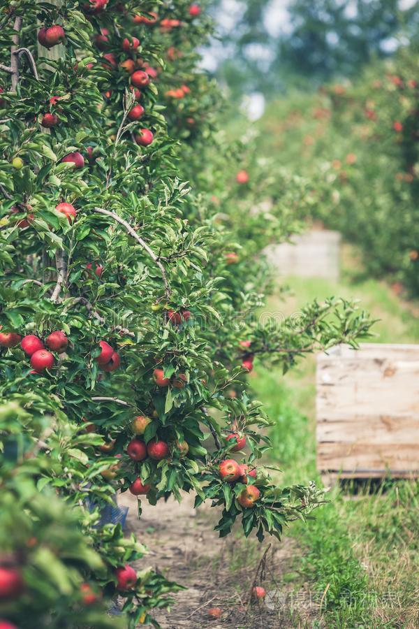 苹果花园满的关于撕裂了红色的成果