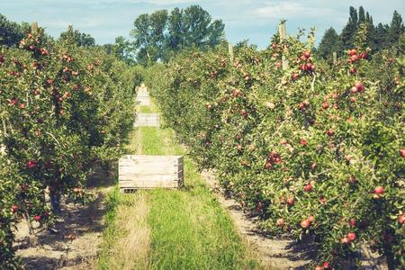 苹果花园满的关于撕裂了红色的成果插画